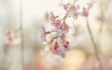 cherryblossom, sakura, kyoto, plum blossom, japan