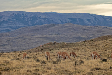 Chile – llamas in the mountains.