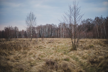 Path in birch forest in early spring