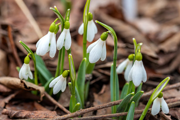 Fototapeta premium Flowers of snowdrop Galanthus nivalis