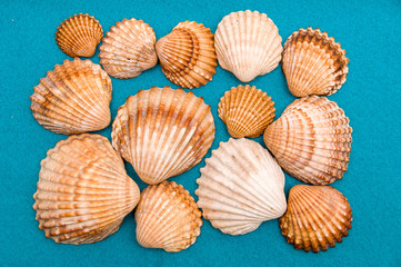 Collection of seashells on blue background. Set of seashells. Mollusks. Seafood. Healthy food 