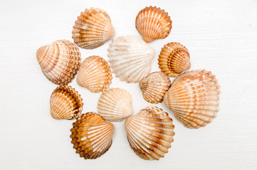 Collection of seashells on white wooden background. Set of seashells. Mollusks. Seafood. Healthy food 