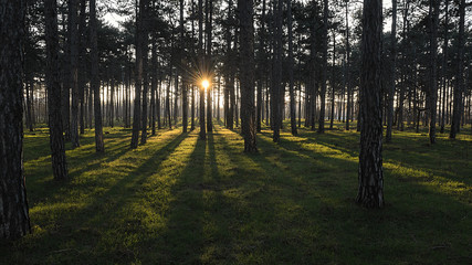 pine forest rays