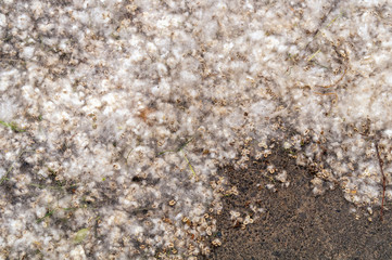 The city road with lying a lot of poplar fluff. Concept of spring season of allergies. Pollen...