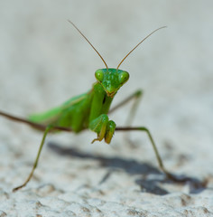 Mantis looking for some pray.