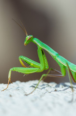 Mantis looking for some pray.