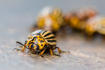 Colorado potato beetle closeup.