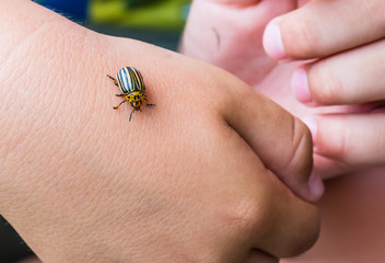Obraz premium Colorado potatoe beetle on child arm.