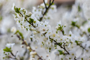 Apricot tree spring White Flowers with young green leaves. Soft focus