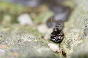 Very small smooth snake trying to hide on concrete steps.