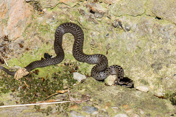 Very small smooth snake trying to hide on concrete steps.