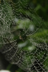 Araña