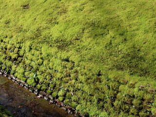 Moss on stones by stream