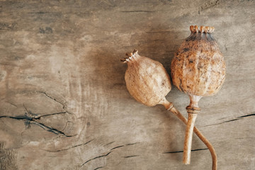 Dry opium poppy on wooden background. Top view. Copy, empty space for text