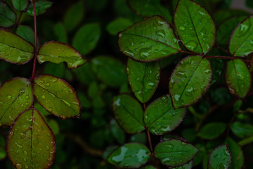 Rose bush green leaves