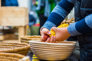 A young boy peeling corn by hand from corncob on corne festival.