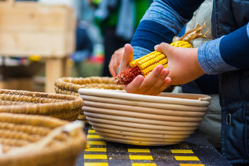 A young boy peeling corn by hand from corncob on corne festival.