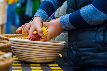 A young boy peeling corn by hand from corncob on corne festival.
