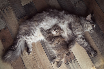 Cat mum with kitten - obrazy, fototapety, plakaty