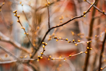 young spring buds on the branches. the awakening of nature