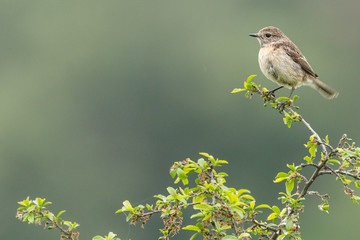A european stonechat (Saxicola rubicola)