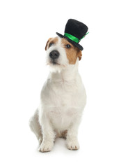 Jack Russell terrier with leprechaun hat on white background. St. Patrick's Day