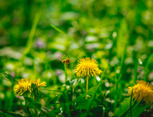 a beautiful flight of a bee that collects nectar from yellow dandelions and pollinates them