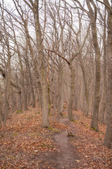 Fototapeta premium Landschaft im Frühling