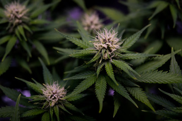 Marijuana cannabis and Hemp flowers