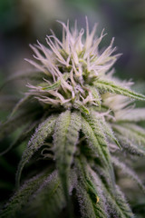 Cannabis flower 