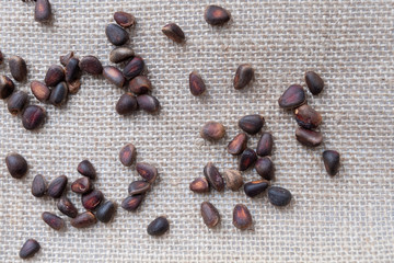 Cedar nuts are scattered on burlap, closeup.

