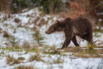 A brown bear in forest. Wild Brown Bear. Scientific name: Ursus arctos. Natural habitat.