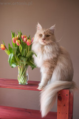 Maine Coon with tulips