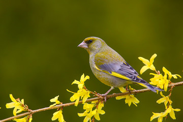 European greenfinch (Chloris chloris) on a branch in the forest