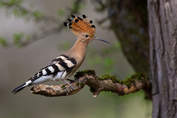 Eurasian Hoopoe or Common Hoopoe (Upupa epops) the beautiful brown bird with spiky hair perching on the top of big log waiting to feed its chicks in the hole nest, beautiful crested bird © Ivan