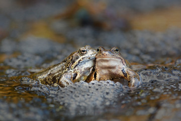 Pair of European common brown frogs (Rana temporaria) in amplexus
