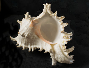 Seashell on a black background