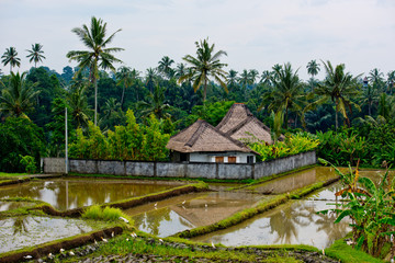 Rice fields are filled with water and ready for planting. Bali, Indonesia.