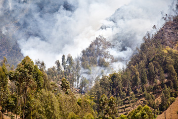 Forest fire in the mountains. Java Island, Indonesia. Natural fire in the mountains.