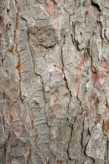 Horse chestnut tree bark