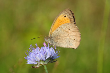 
Butterfly sitting on blooming flowers