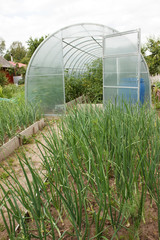 A garden with a growing high bow and a greenhouse with an open door