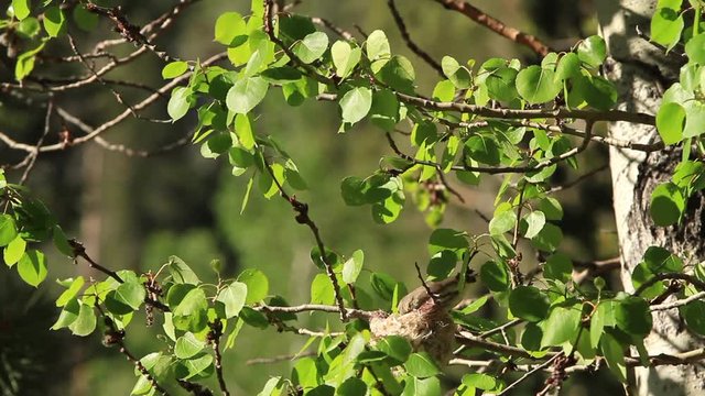 Small bird builds nest in tree 
