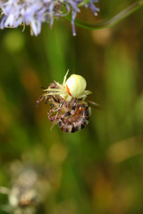  Spider attack on a bee © moniadk