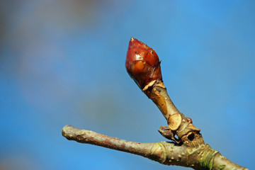 Horse chestnut tree bud