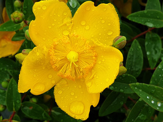 Yellow flower of Hypericum calycinum or Hypericum perforatum with rain drops.