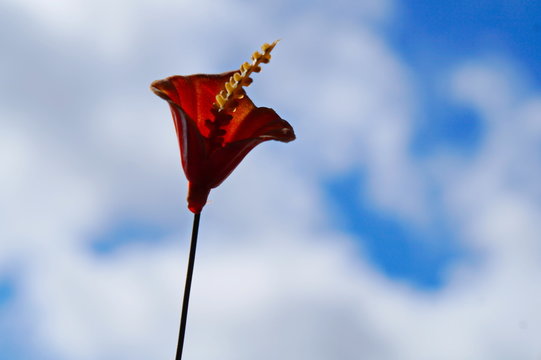 red flawer and beautiful blue sky