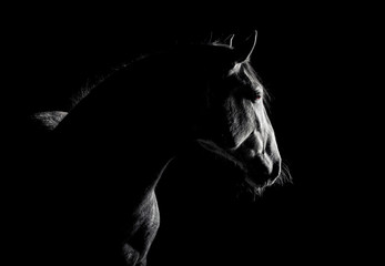 Fototapeta na wymiar Andalusian horse silhouette in the low light on black background. Animal portrait with space for text.