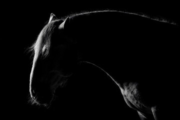 Andalusian horse silhouette in the low light on black background. Animal portrait with space for...