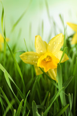 Spring green grass and bright daffodils with dew, closeup